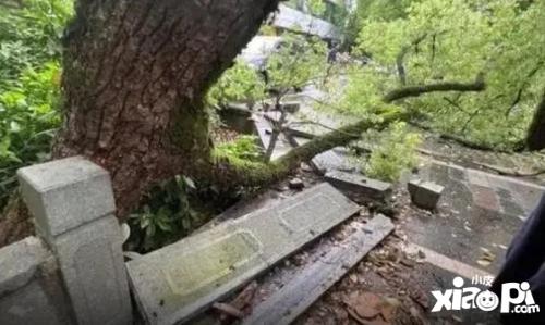 湖南一中学门口三百年古银杏树被砍事件，背后的故事与反思