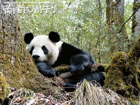 大熊猫芦芦离世，死因揭晓