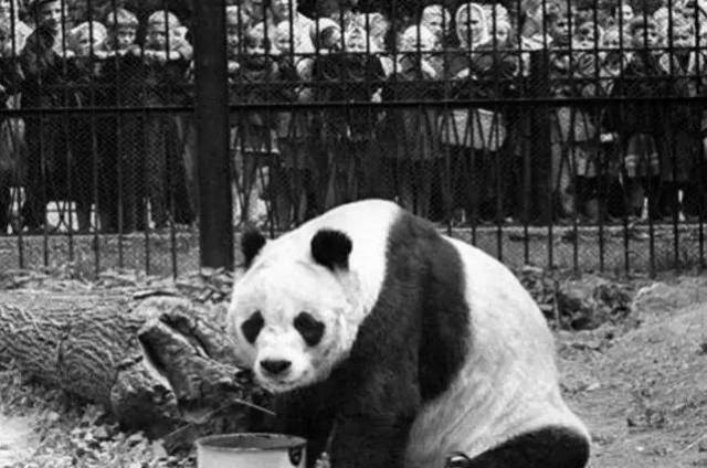 大熊猫芦芦离世，死因揭晓