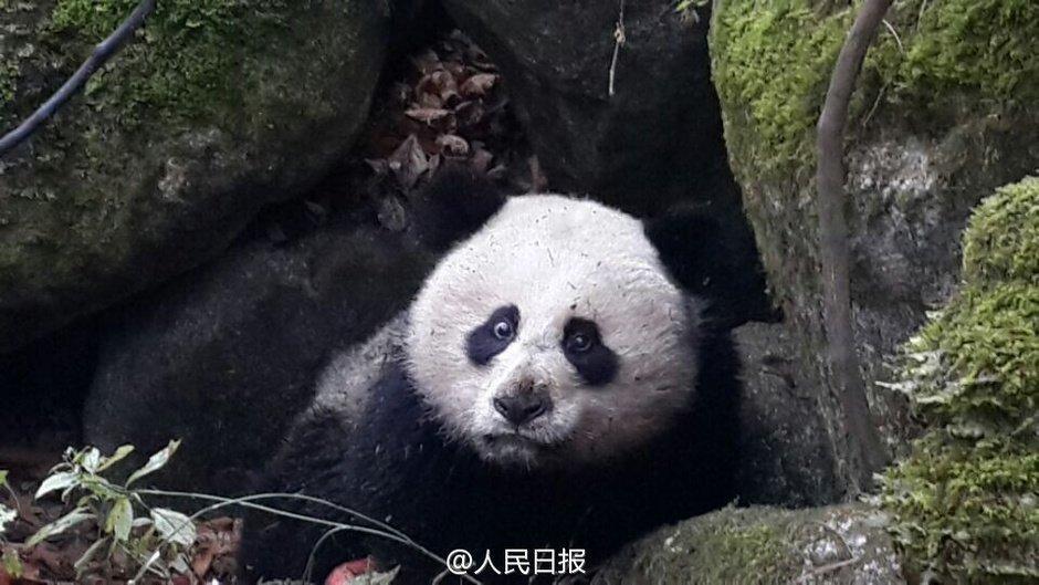 大熊猫芦芦离世，死因揭晓