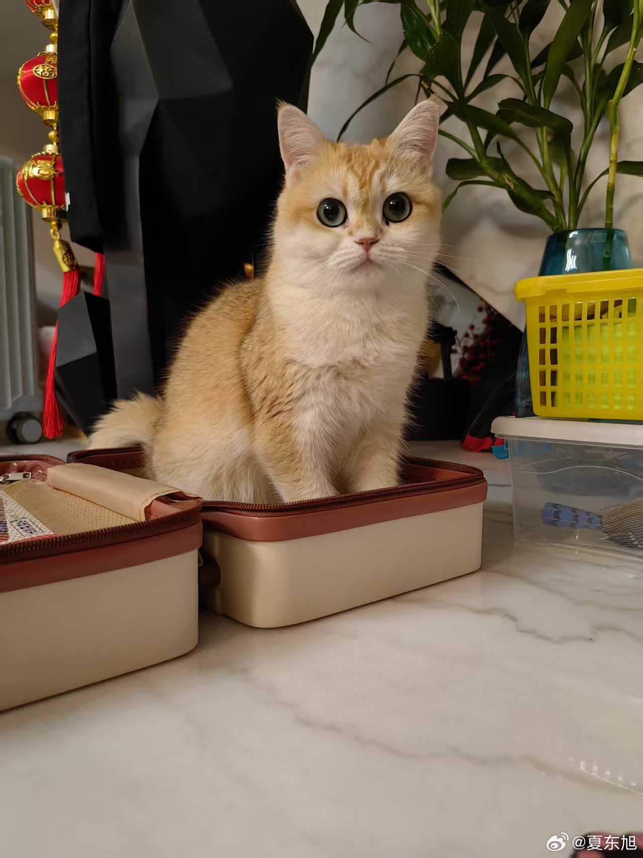 越南独特庆祝猫年，传统与文化的交融