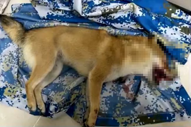 狗扑人致死判赔40万，事件解读与反思
