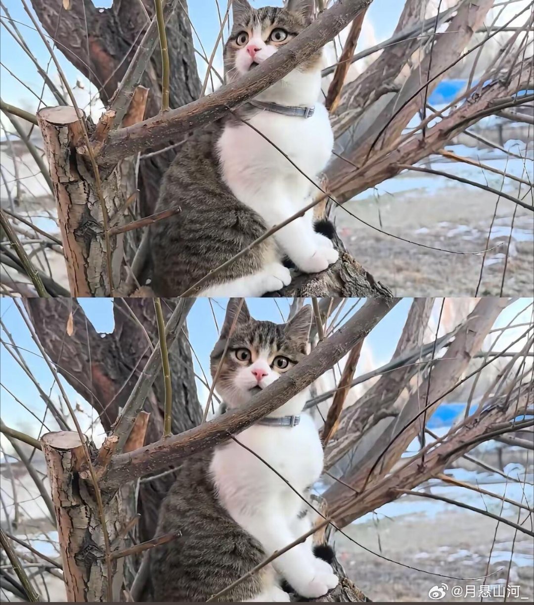 网红小猫悟空的离世，一段令人惋惜的告别