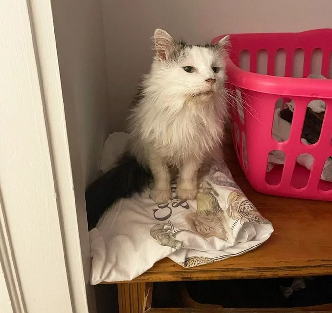 网红小猫悟空的离世，一段令人惋惜的告别
