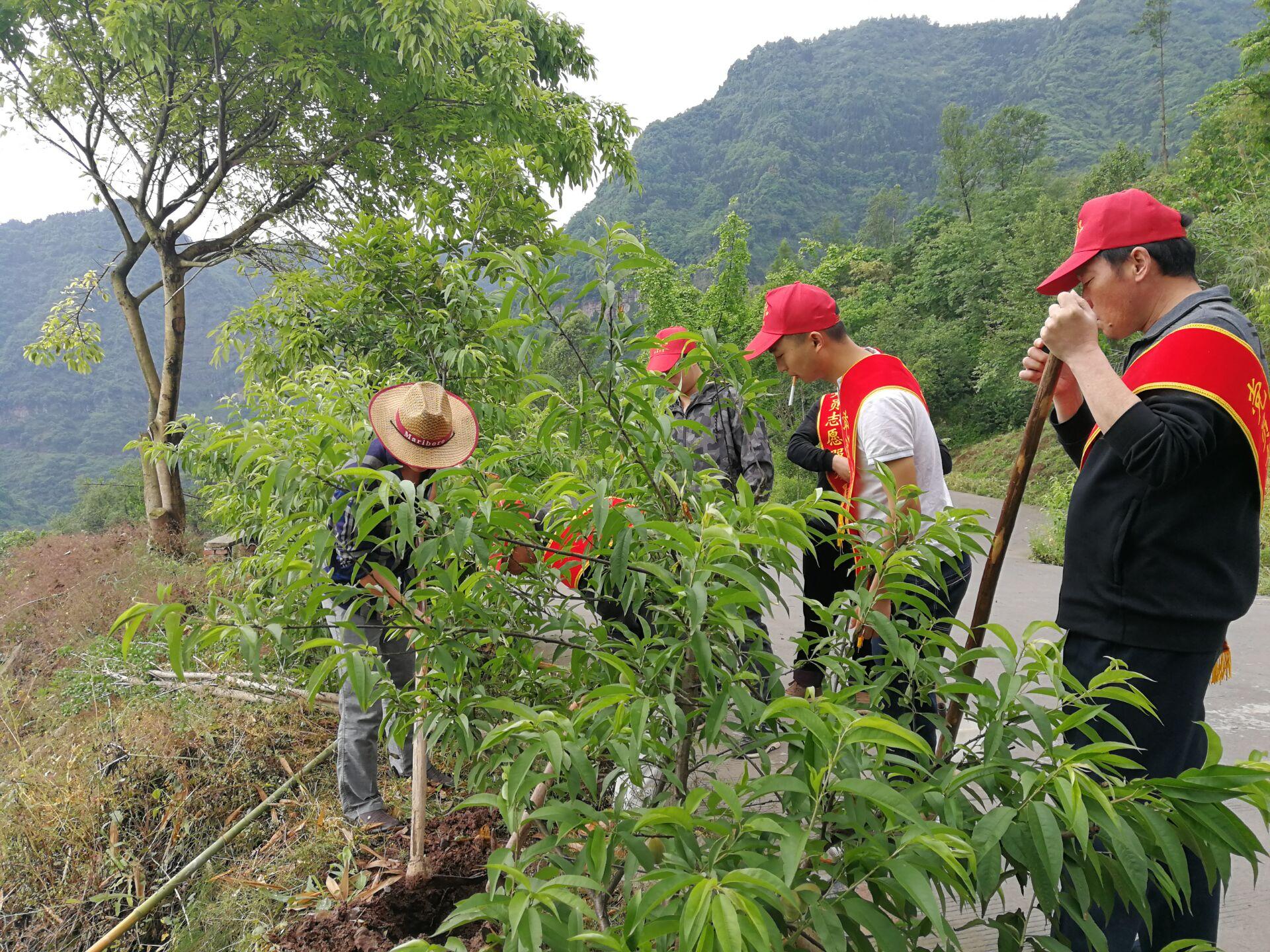 风雨过后，千年银杏树的重生之旅
