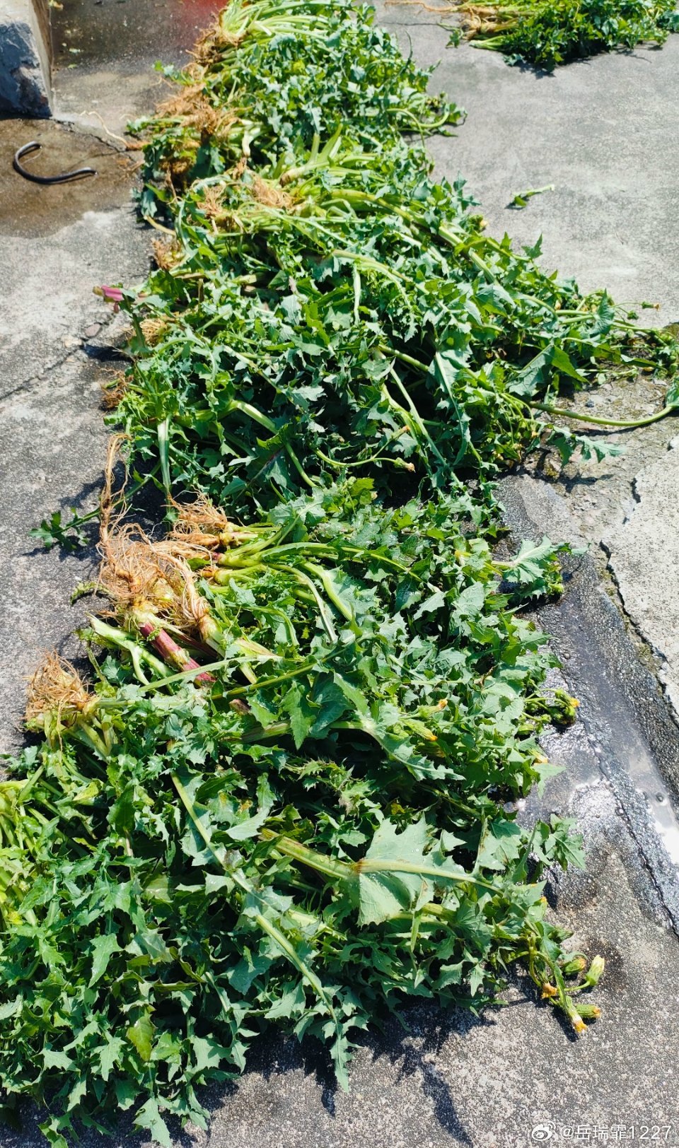 美国人开始薅野菜了，一场生活方式的转变与挑战