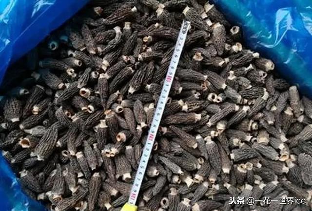 种植户投资30万种羊肚菌颗粒无收的背后故事