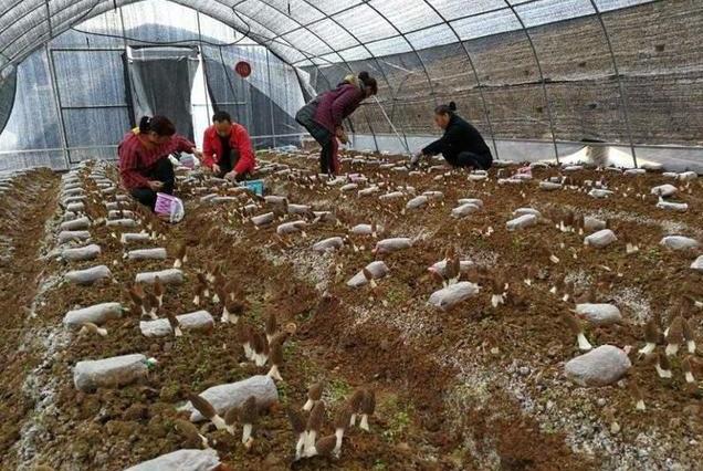 种植户投资30万种羊肚菌颗粒无收的背后故事