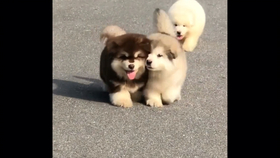 狗狗在草地上奔跑，这一幕的治愈力量