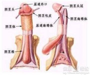 男性生殖做手术的原因分析