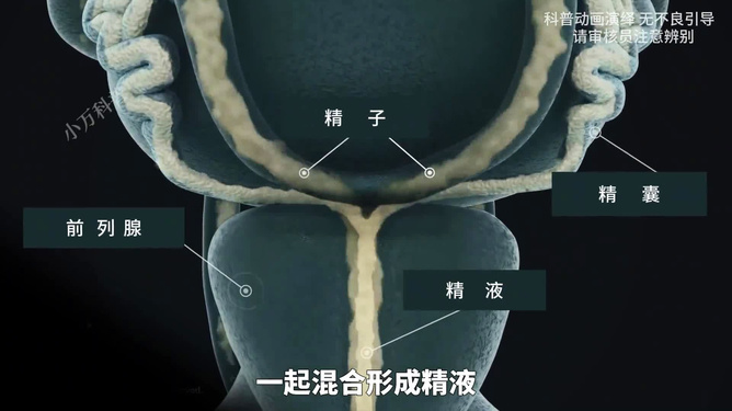 男性生殖系统手术详解