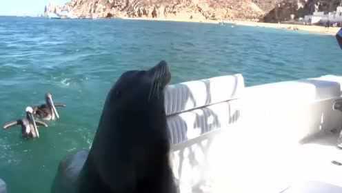 冲浪遭遇海狮咬屁股，一次惊险的海上冒险经历