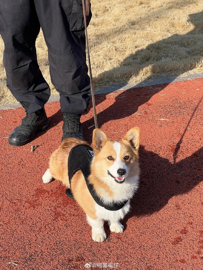 网红柯基警犬福仔巡逻时偷吃烤肠，萌态十足引热议