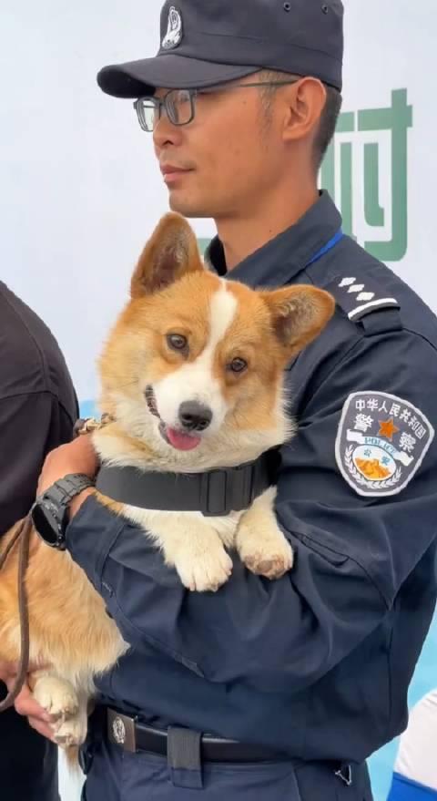 网红柯基警犬福仔巡逻时偷吃烤肠，萌态十足引热议