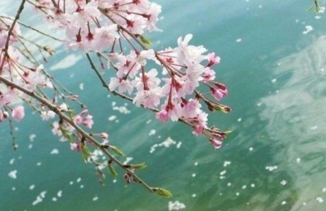 落花时节又逢君开播了吗？深度解读新季度热门大剧