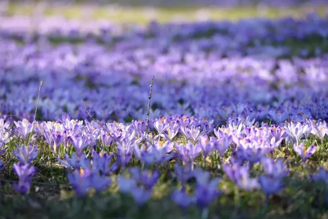 落花时节又逢君，电视剧深度解析