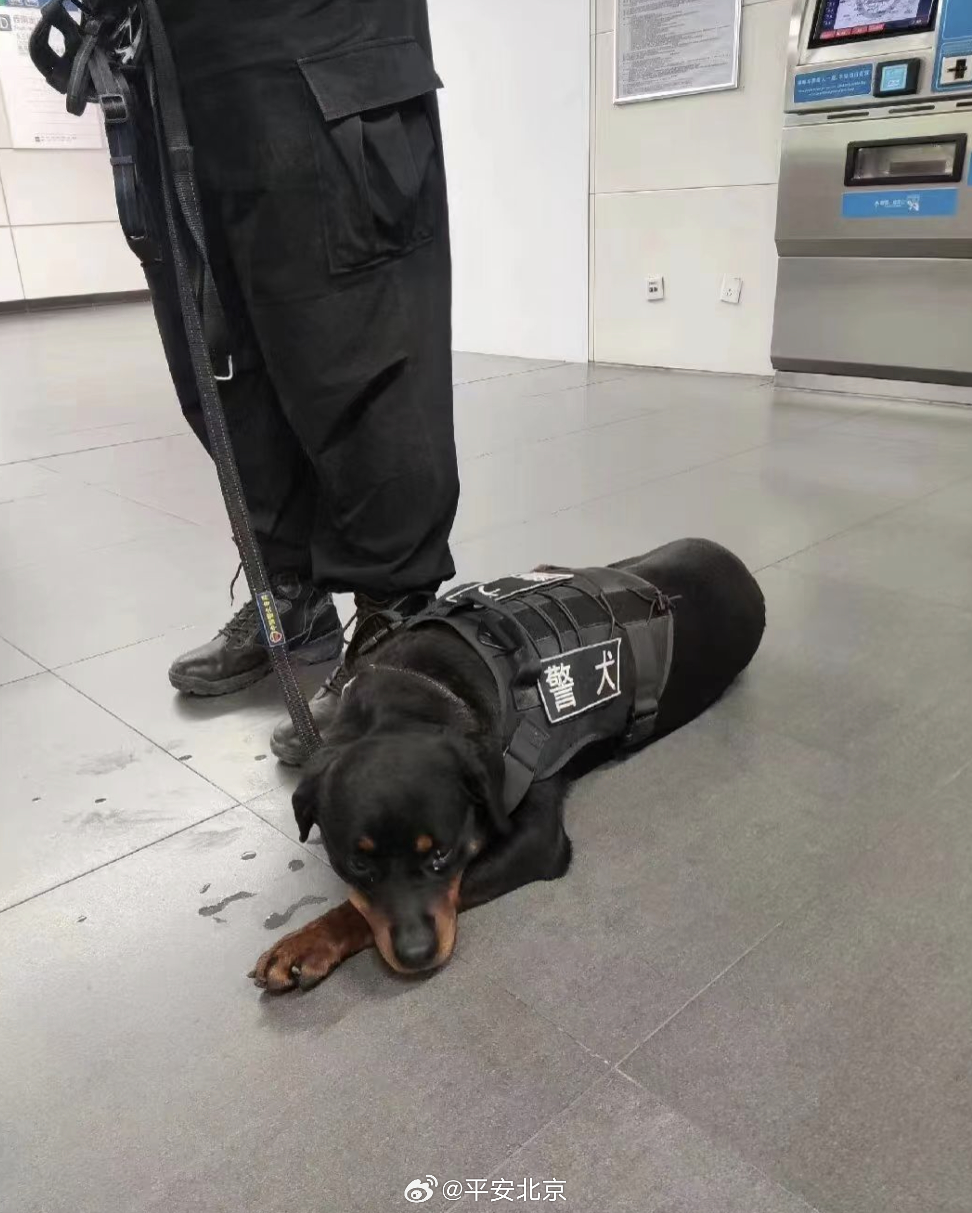 上班时间抢小朋友烤肠，警犬无辜被通报——一场误会引发的深思