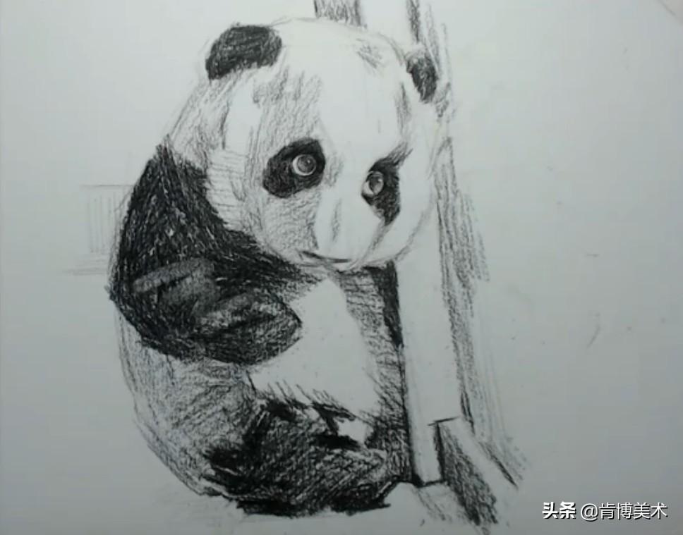 北京动物园熊猫萌萌，萌态可掬，国宝之光