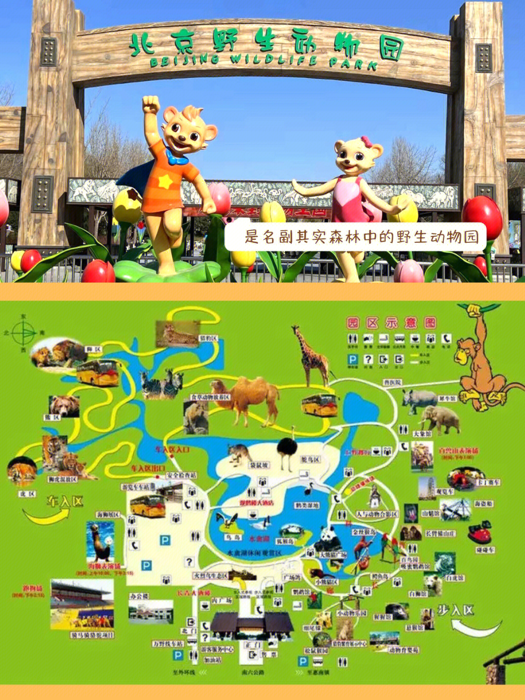 揭秘北京野生动物园萌宝幼儿园的所在地