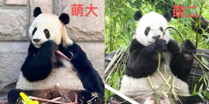北京动物园之星，萌宝萌玉的魅力之旅