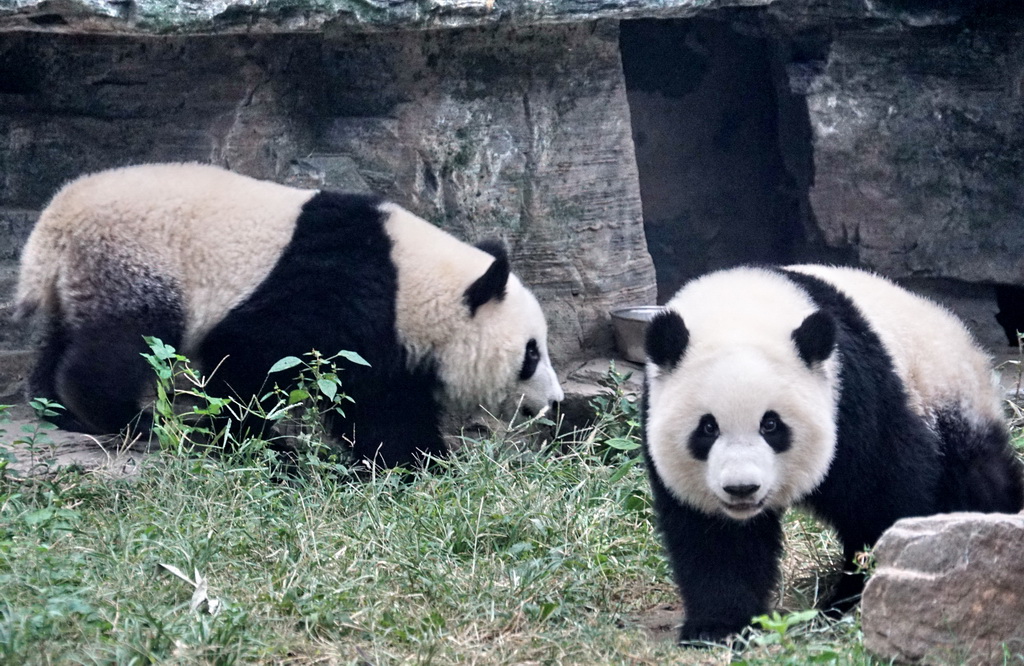 北京动物园之星，蓝蓝