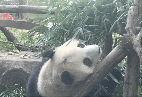 北京动物园之星，蓝蓝