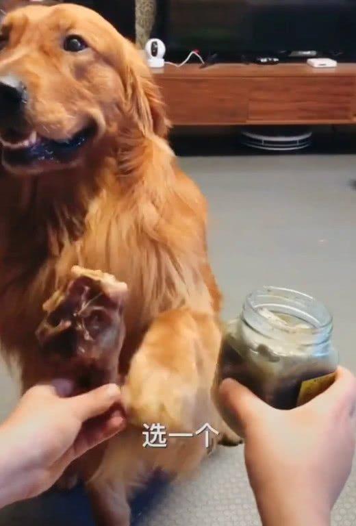 狗狗的段子是怎么拍的