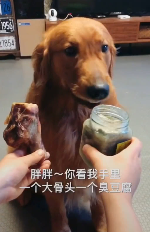 狗狗的段子是怎么拍的