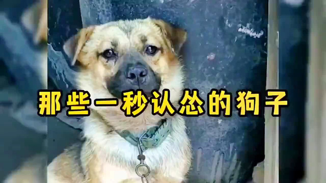 狗狗小视频搞笑，萌宠界的欢乐源泉