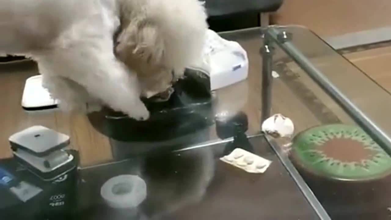 给狗狗拍视频软件，记录宠物的快乐时光