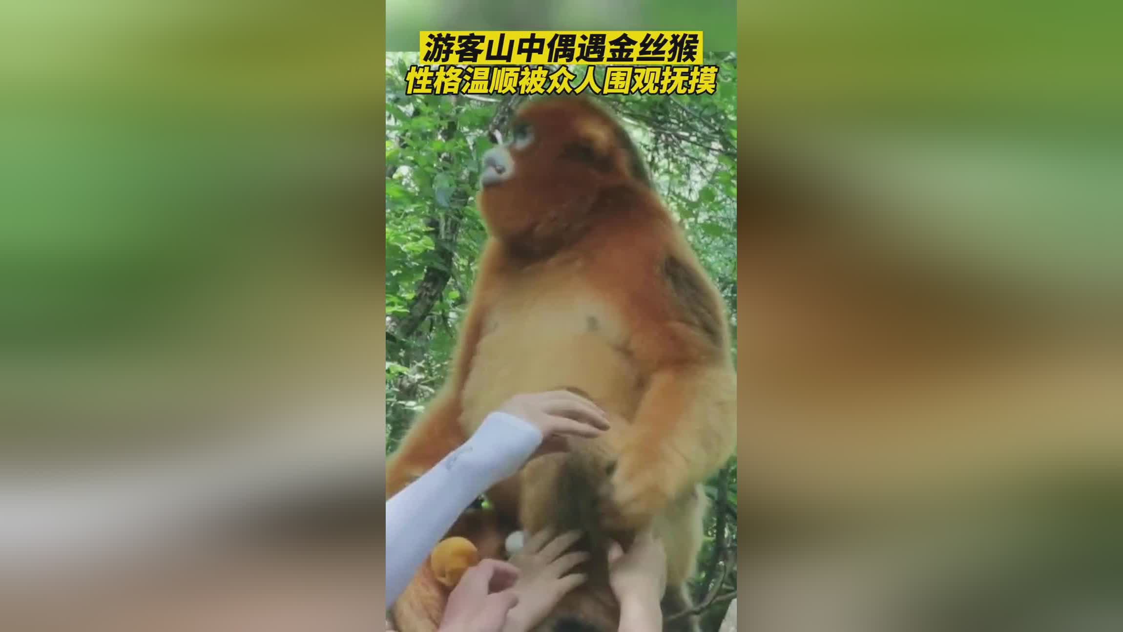 峨眉山猴子吃饱就下班回山中