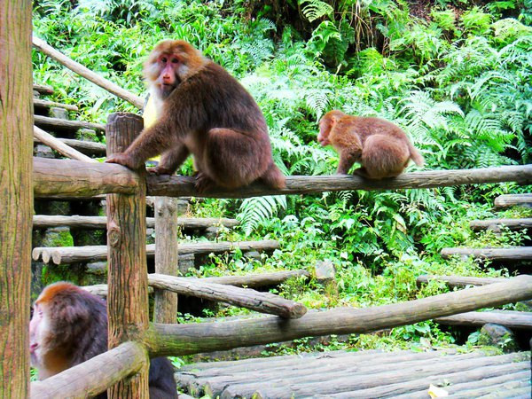峨眉山猴子吃饱就下班回山中