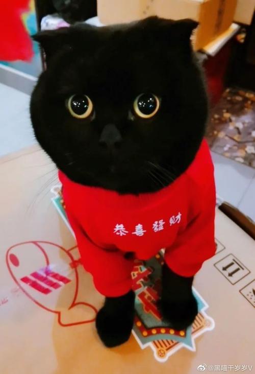 网红小猫悟空疑因中毒去世，一则令人痛心的故事