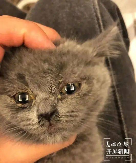 网红小猫悟空疑因中毒去世，一则令人痛心的故事