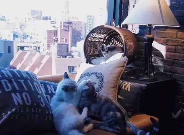 网红猫爷掀起猫步模仿潮