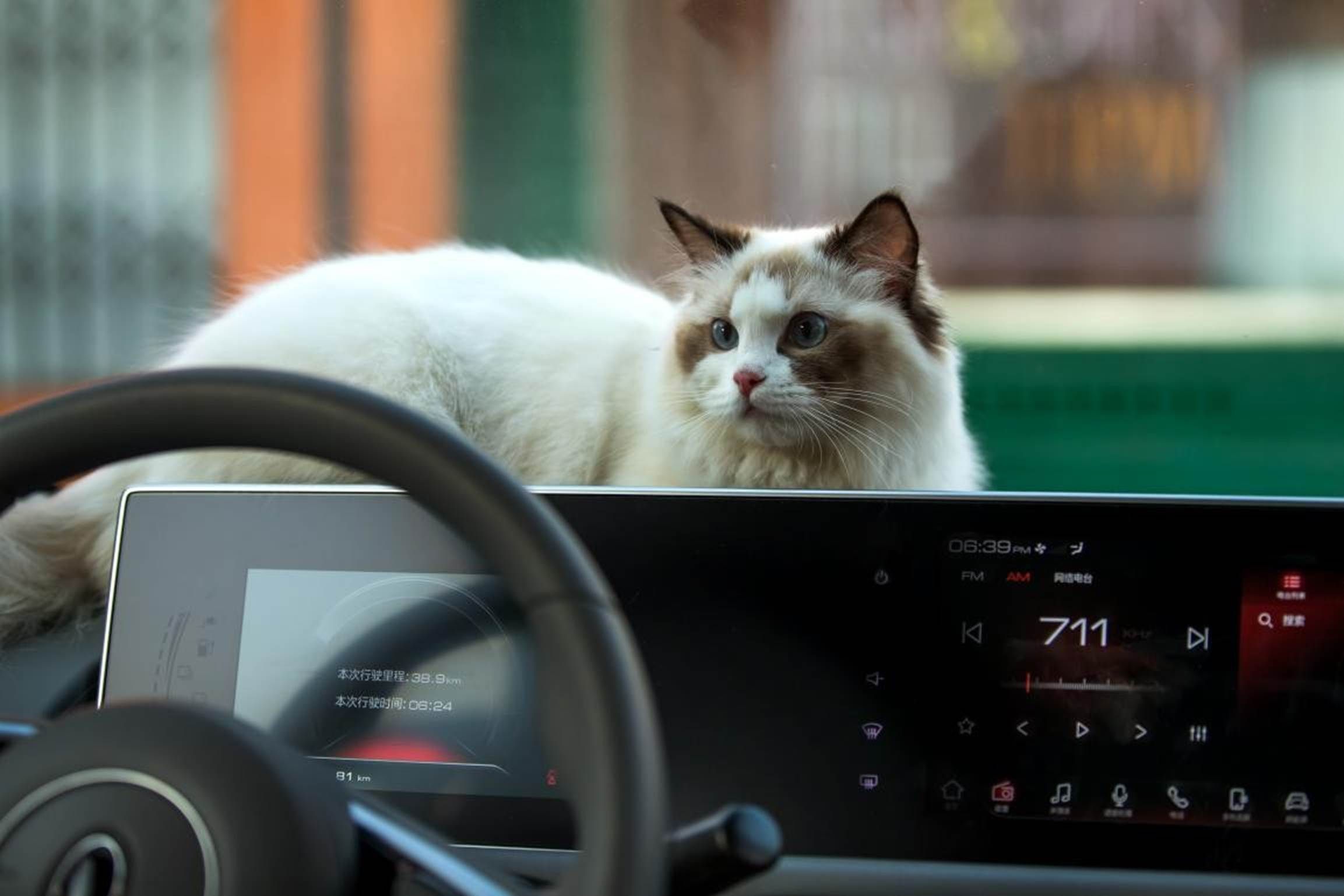 网红猫爷掀起猫步模仿潮
