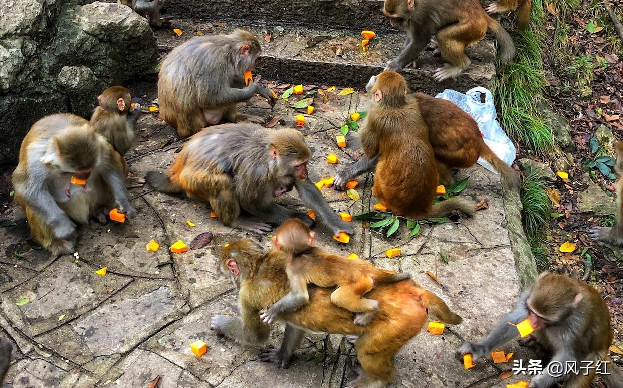 男子被猴子抢食还挨了一巴掌的电影，人与自然的较量还是幽默的启示？