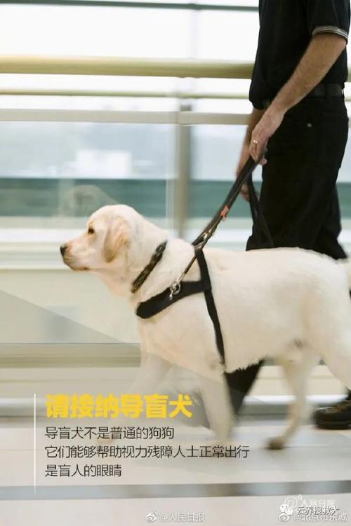 带导盲犬入住全季酒店被拒事件深度解析