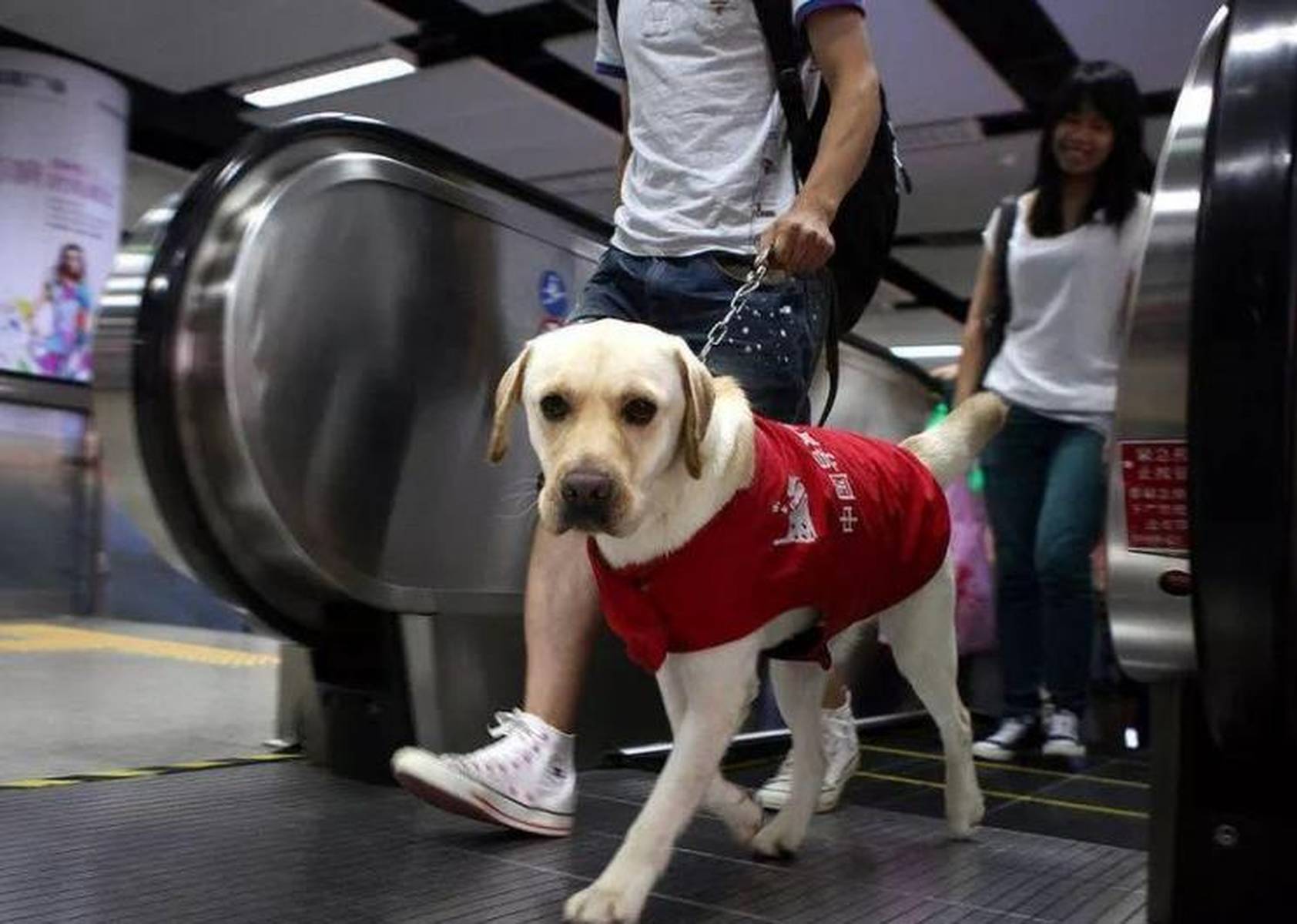 带导盲犬入住全季酒店被拒事件深度解析