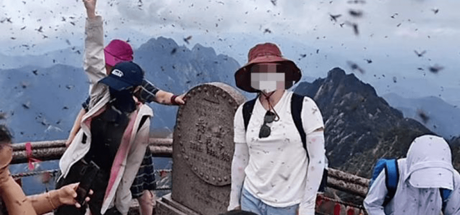 景区虫子往脖子里钻，一种独特的旅游体验？
