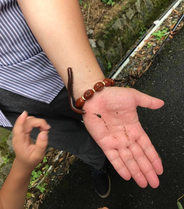 景区虫子往脖子里钻，一种独特的旅游体验？