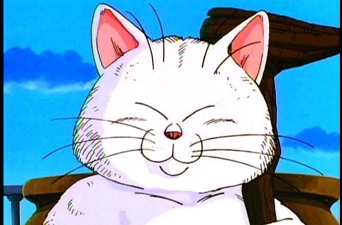 小猫悟空去世背后的疑点重重