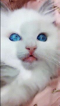 小猫悟空去世背后的疑点重重