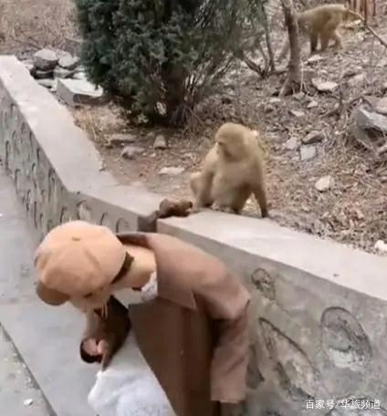 景区回应男子被猴子爬满全身抢食事件分析