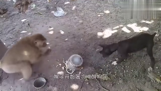 被猴子抢食还挨巴掌