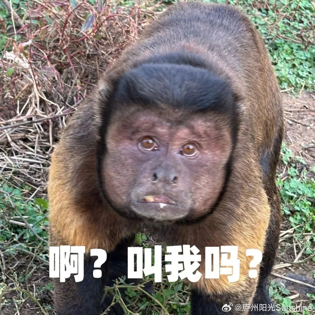 动物园一猴子丑出圈，猴界新星还是意外走红？