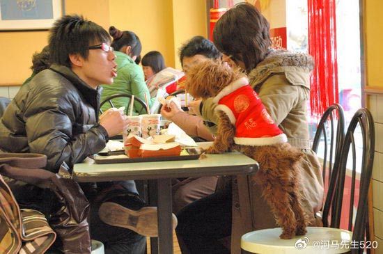 火锅店餐具给狗喂食，人与宠物的温情互动新风尚