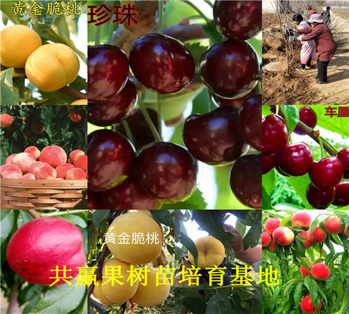 扛樱桃树进医院致谢，一份特别的感谢与深深的情谊