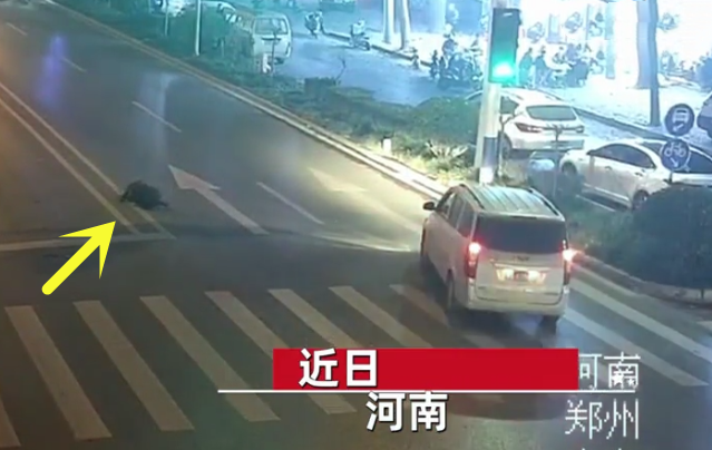 男子闯红灯被鸣笛催促后倒地不走，事件分析与反思