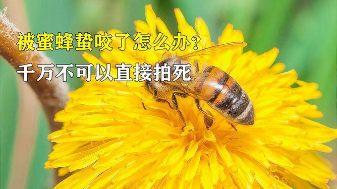 小孩被蜜蜂蛰了对身体有害吗？全面解读与处理建议
